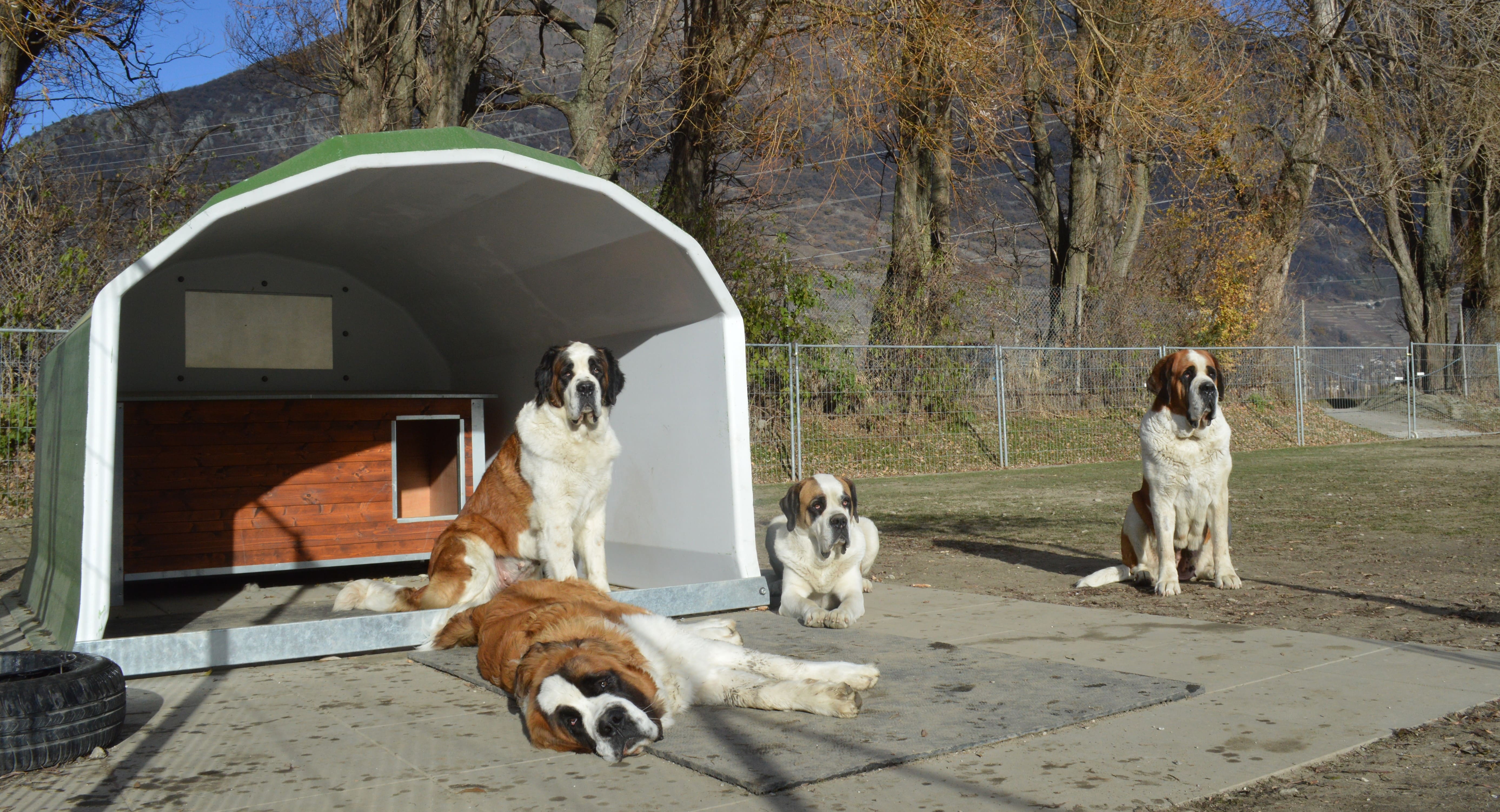 Les chiens Saint-Bernard ont un nouvel écrin à Martigny